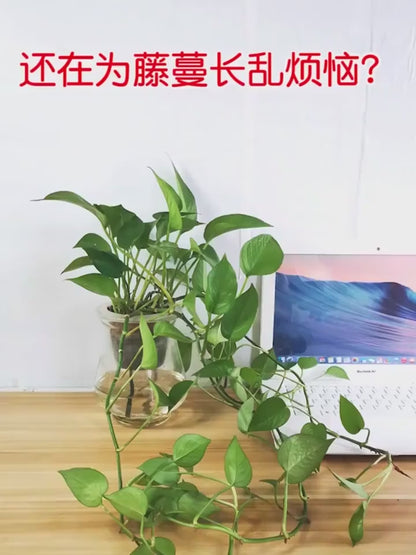 HMORA Plant Climbing Wall Clips, with Self-Adhesive, Money Plant Support Clips, Vine Plants Fixing Clips, Invisible Hook Plant Clips for Climbers, Clips, Key Holder, Wires, Ropes